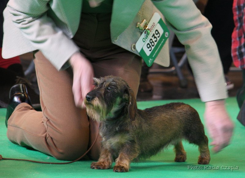 Crufts2010 658.jpg